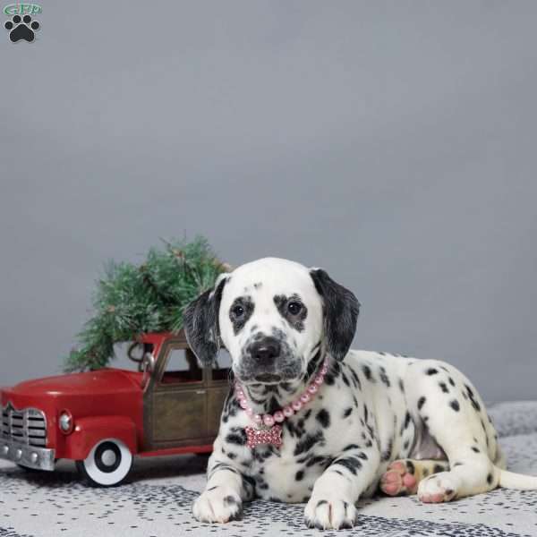 Lena, Dalmatian Puppy